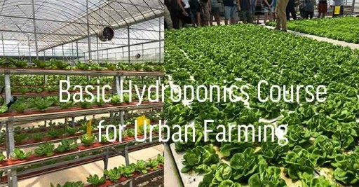 Hydroponic Farming and Aquaponics Course in Singapoe