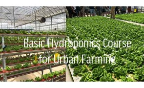 Hydroponic Farming and Aquaponics Course in Singapoe