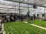 Basic Hydroponic Course in Singapore