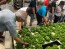 Hydroponics Course with Farm Tour