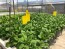 Urban Farming with Hydroponics Course